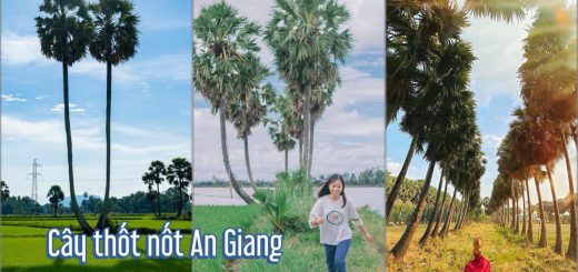 Cây thốt nốt An Giang