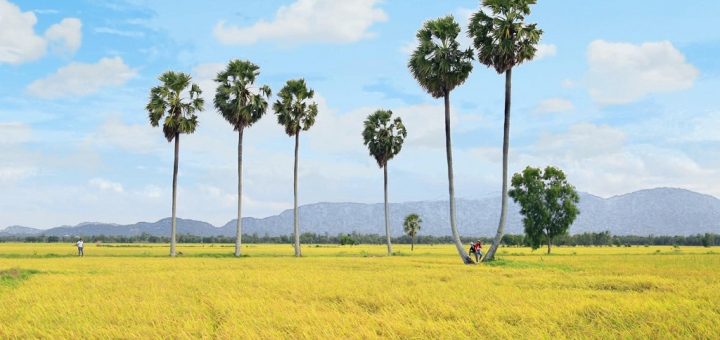 Thốt nốt đôi ở An Giang