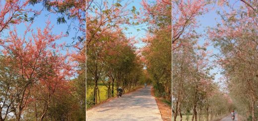 Con đường hoa ô môi ở An Giang